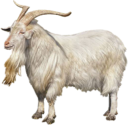Carpathian Goat